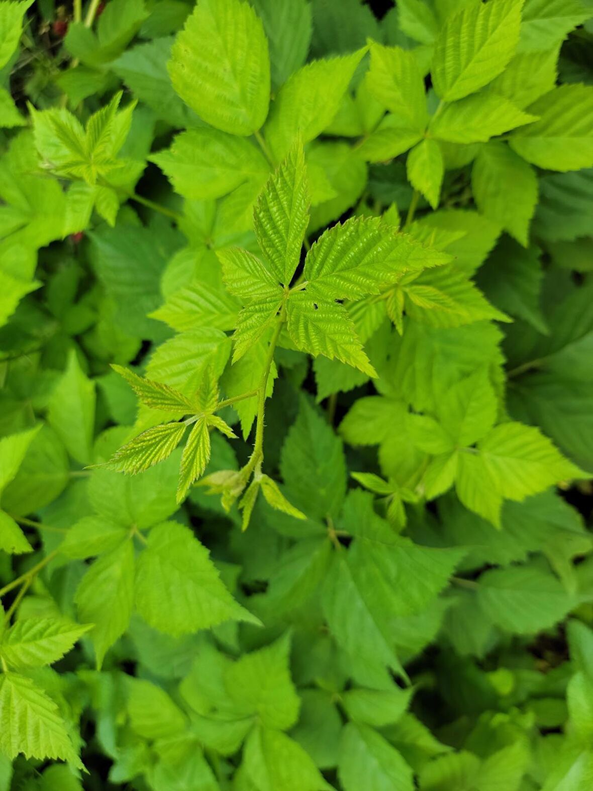 Yediveren Böğürtlen fidanı [Rubus fruticosus} tüplü